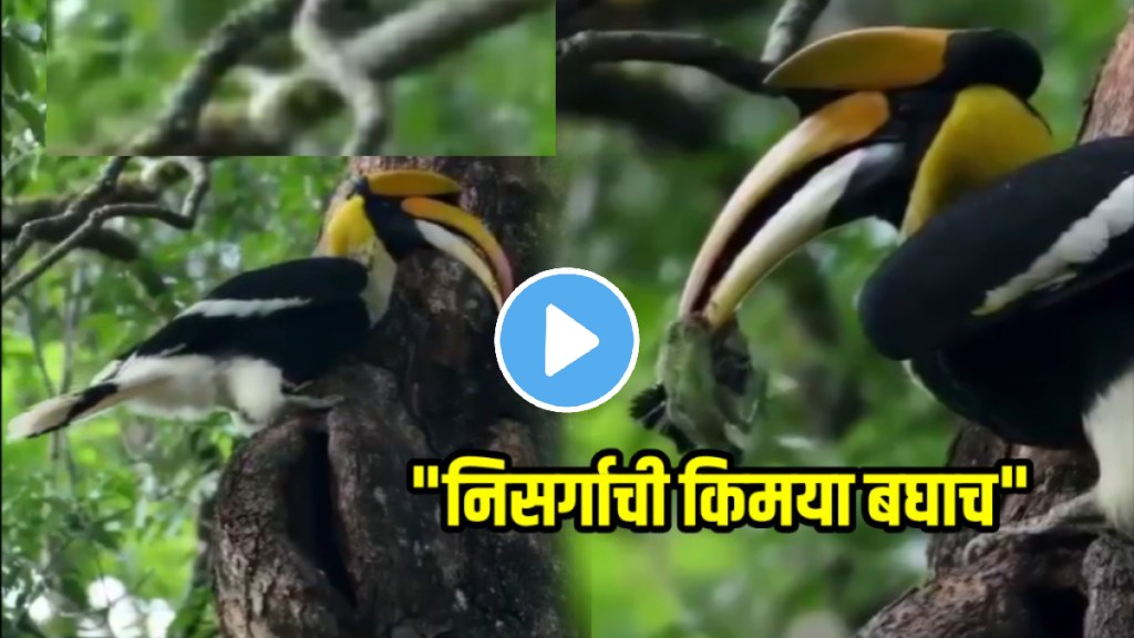 Birds literally swallowed their chicks to save them; see what happened next