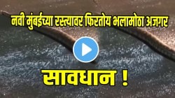 नवी मुंबईच्या रस्त्यावर फिरतोय भलामोठा अजगर; मुंबईकरांनो साचलेल्या पाण्यात चालताना राहा सावध, अन्यथा…,VIDEO पाहून घाम फुटेल