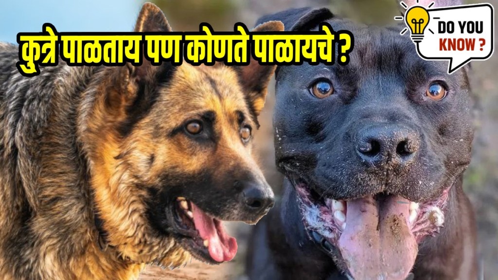 5 protective dog breeds that can keep your home safe and family secure