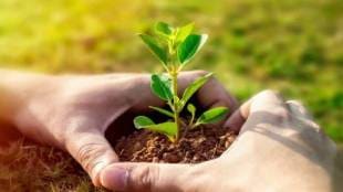 maharashtra targets 10 crore trees planting nagar district has 40 lakh goal faces sapling shortage