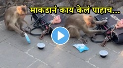 बोरीवलीच्या नॅशनल पार्कमध्ये माकडानं महिलेची पर्स हिसकावली अन् काय केलं पाहा; VIDEO पाहून पोट धरुन हसाल