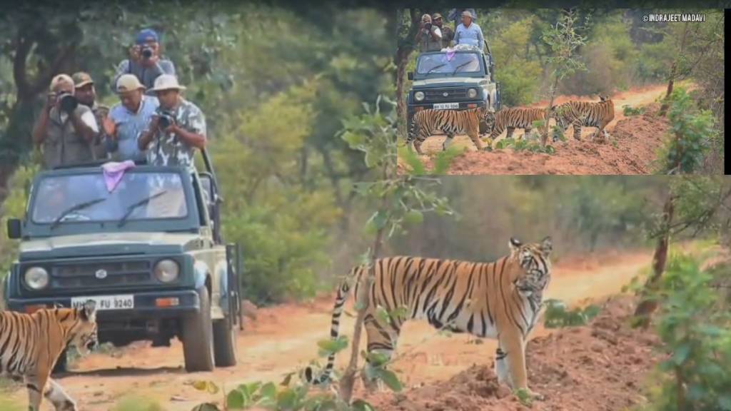 F 2 tigress and her grown cubs