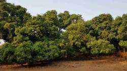 रायगड मध्ये ३ हजार हेक्टरवर फळबाग लागवड होणार