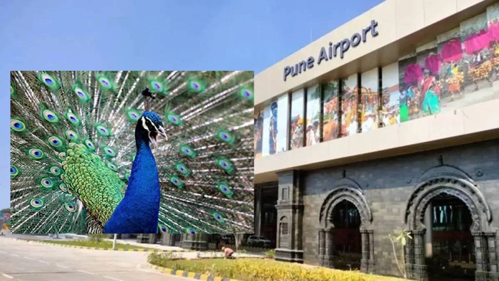 Peacocks roaming around Pune International Airport area