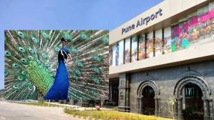 Peacocks roaming around Pune International Airport area