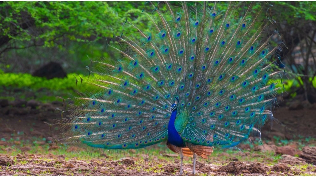 Peafowl traps found in Chandrapur forest raise poaching alarm