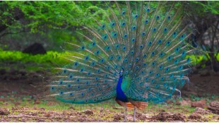 Peafowl traps found in Chandrapur forest raise poaching alarm