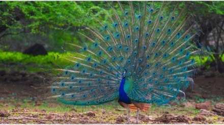 Peafowl traps found in Chandrapur forest raise poaching alarm