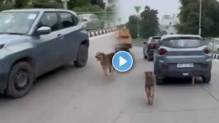 Pet Dog Chase Owner Car Over 2 kilometers