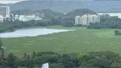पवई तलावातील जलपर्णीचा विळखा सुटणार! पर्यावरणप्रेमींच्या मागणीला अखेर यश