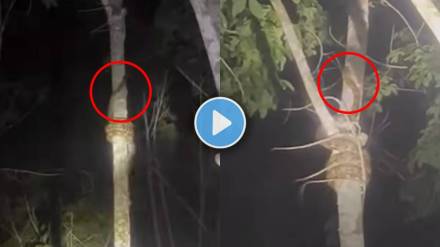Python On Tree Shocking Video viral