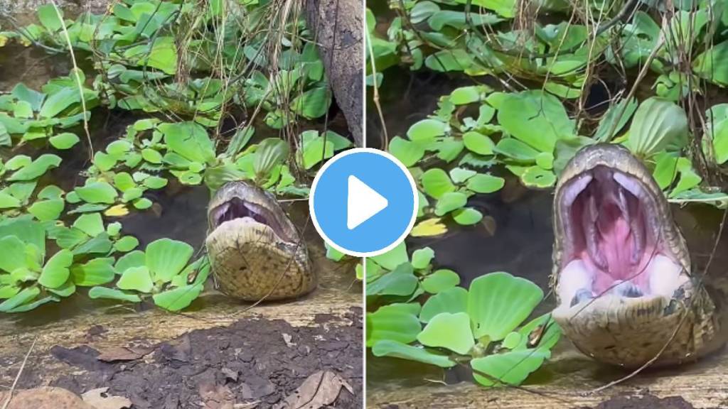 Python Yawn Viral Video