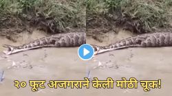 जसे कराल तसे फेडाल! कर्माचे फळ; बघा २० फूट अजगराने बकरीला गिळल्यावर काय झालं? अंगावर काटा आणणारा Video व्हायरल