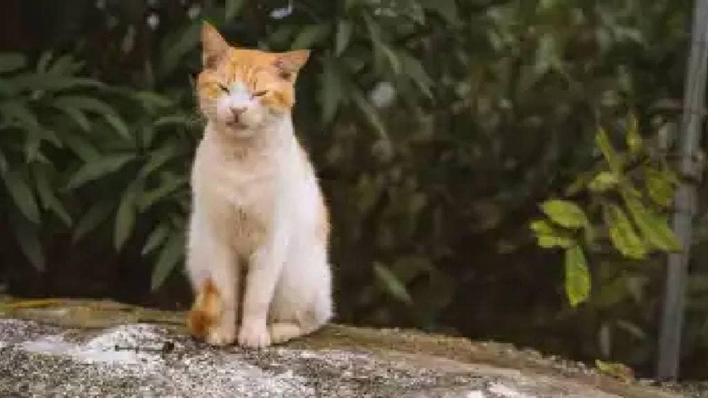 Pune animal lover Radhika Dixit saves cats life after six months of treatment