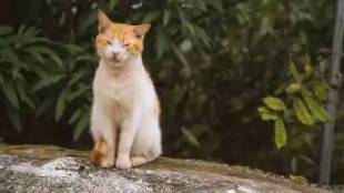 Pune animal lover Radhika Dixit saves cats life after six months of treatment