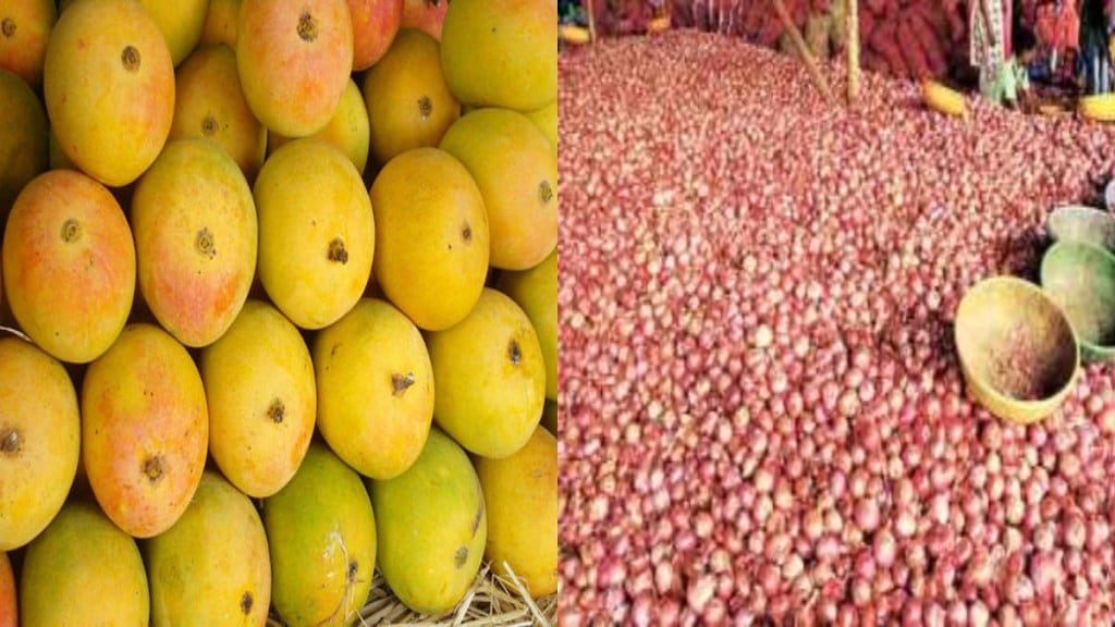 maharashtra government needs action on onion mango hapoos farming selling