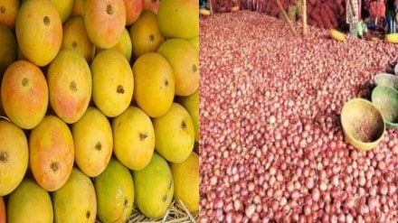 maharashtra government needs action on onion mango hapoos farming selling