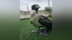 मुंबई आणि आसपास दुर्मिळ ‘मास्कड बूबी’चे दर्शन