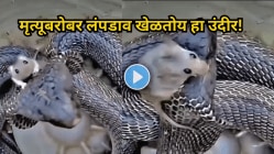 “मृत्यूबरोबर लंपडाव खेळतोय हा उंदीर!” नागाच्या फण्यावर चढला अन्…..Viral Video पाहून काळजाचा उडेल थरकाप
