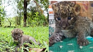 Ratnagiri leopard cub rehabilitation rescue at Sanjay Gandhi national park