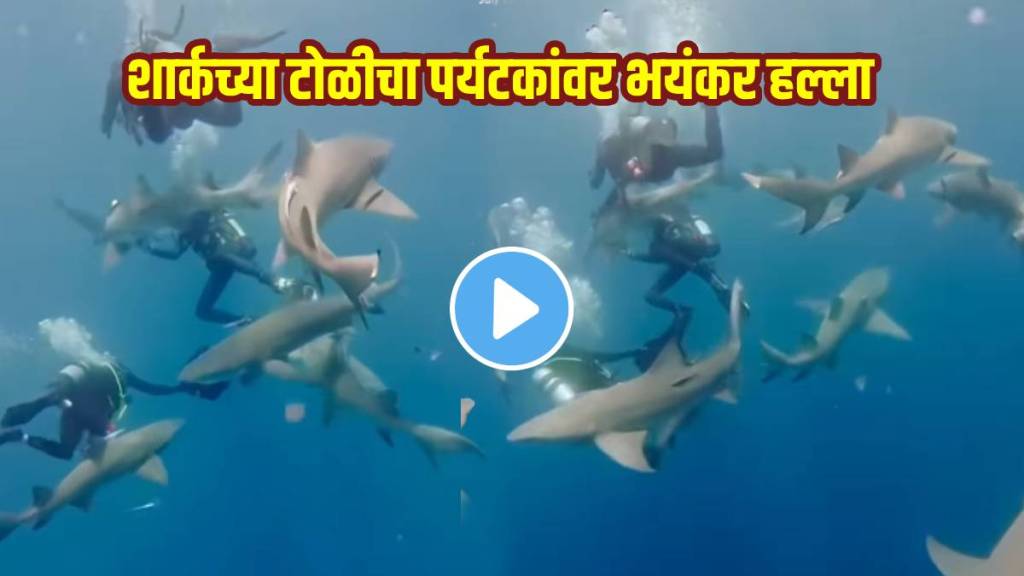 Shark Attack On Divers group video viral