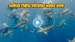 बापरे! शार्कच्या टोळीनं समुद्रात पर्यटकांवर केला भयंकर हल्ला, हातावर चावला अन्…; VIDEO पाहून अंगावर येईल काटा