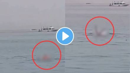 Shark Attack Video viral