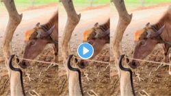 VIDEO: बापरे! म्हशीनं भलामोठ्या सापाला समजलं चारा; तोंडात घेणार इतक्यात…पुढे जे घडलं ते काळजाचा ठोका चुकवणारं!