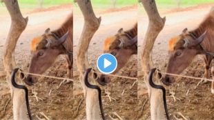 Buffalo snake video