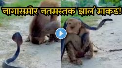 नागासमोर माकडाने जमिनीवर टेकवलं डोकं, अविश्वसनीय क्षण Viral; Video पाहून नेटकरी म्हणाले “हे साक्षात महादेव-हनुमान…”