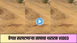बापरे! विजेच्या वेगानं सरपटणाऱ्या सापाला पाहिलंत? व्हिडीओवर विश्वास बसणे कठीण