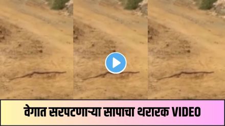 Viral Snake Running Video