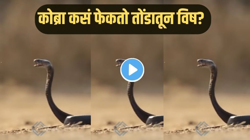 Dangerous snake video viral