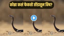 कोब्रा फणा उभारून तोंडातून थेट विष कसं फेकतो हे कधी पाहिलंय का? VIDEO पाहून अंगावर येईल काटा