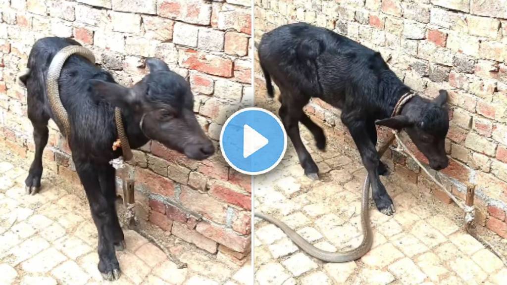Snake attack Little Goat video viral