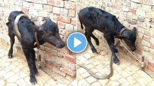 Snake attack Little Goat video viral