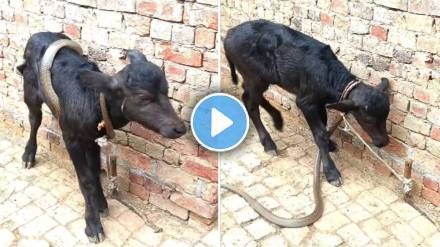 Snake attack Little Goat video viral