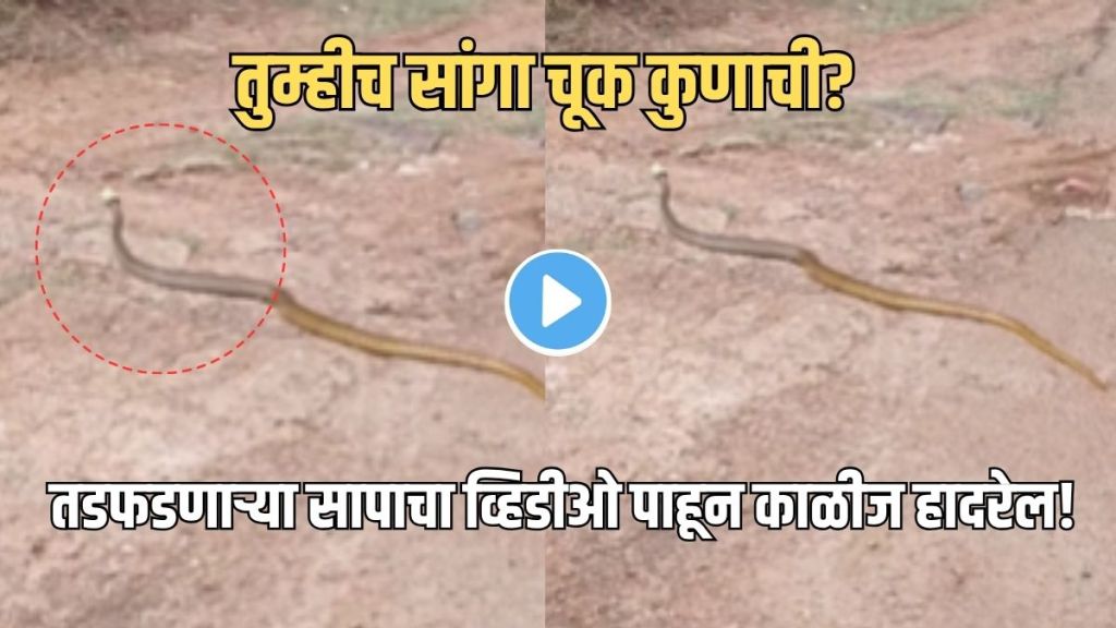 Snake viral video plastic bottle