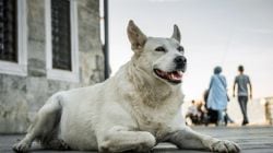 Stray Dogs: मुलांना चावणाऱ्या भटक्या कुत्र्यांचं करायचं काय? सुप्रीम कोर्टानं स्वत:च घेतली बातम्यांची दखल