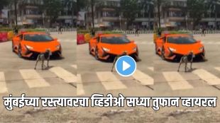 Dog vs Lamborghini video