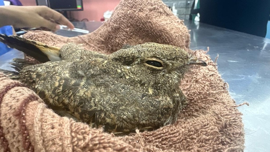 Sykes Nightjar released into natural habitat in Mumbai print news