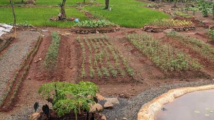 Thane Municipal Corporation started an organic farming project in Patlipada Ghodbandar