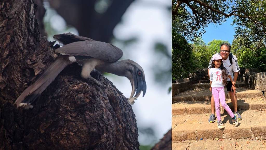 The existence of the bird Indian grey hornbill in the Vile Parle area of Mumbai