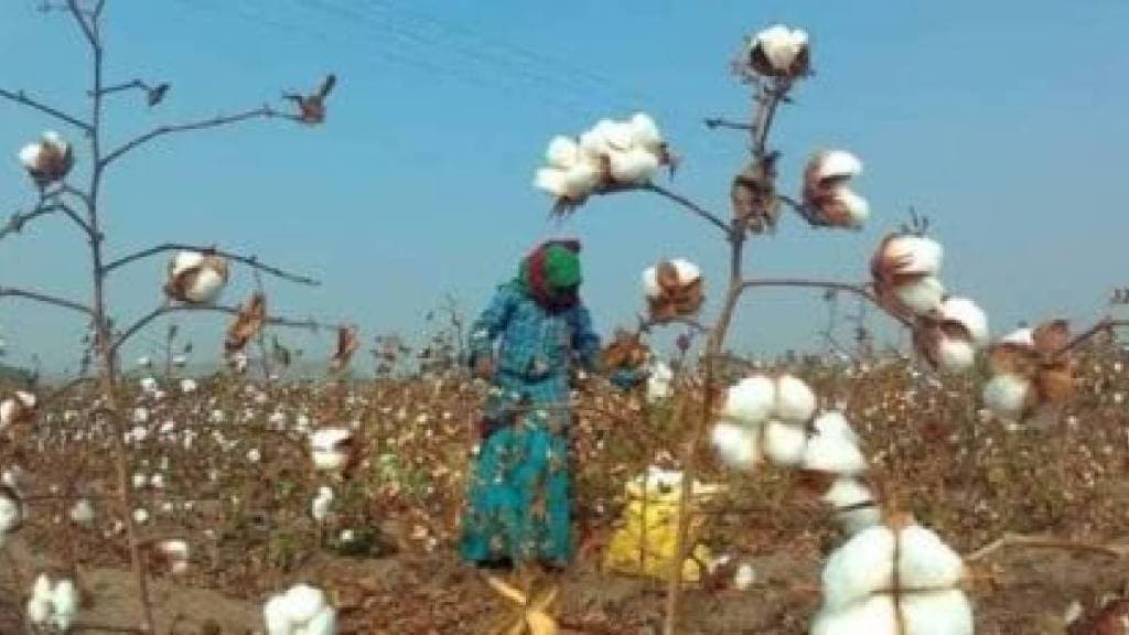 The pace of cotton cultivation has slowed down across the state in Maharashtra