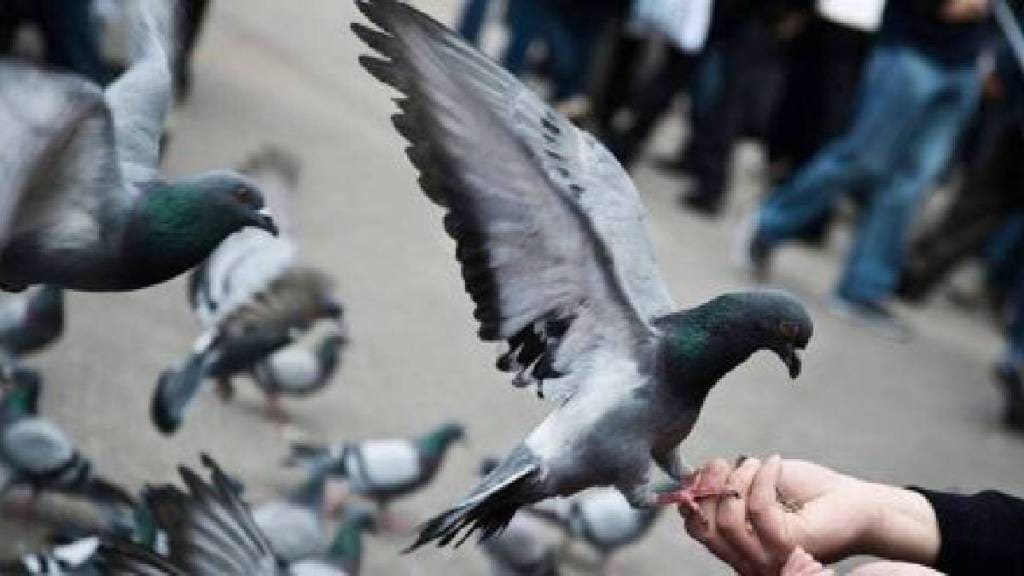 mira road pigeon feeding fight senior citizen attacked pigeon ban conflict Mumbai assault case