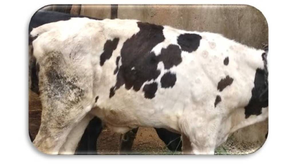 The risk of lumpy disease in animals is increasing in Akola