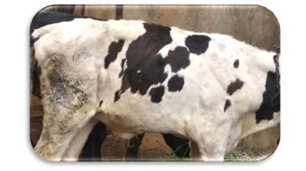 The risk of lumpy disease in animals is increasing in Akola