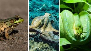 These 8 Animals eat Their Mates After Having sex
