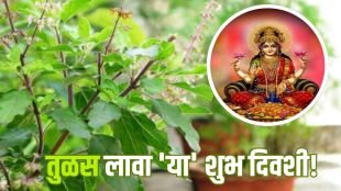 Tulsi Plant at Home