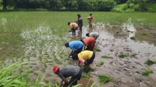 Tribals cultivate land abandoned by farmers in Uran